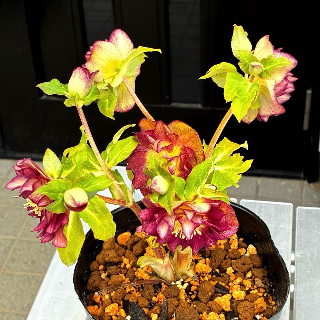 3716☘️唯一無二☘️レアカラー☘️赤/ゴールド⭐️凄色⭐️オーレア⭐️コンパクト⭐️広瀬