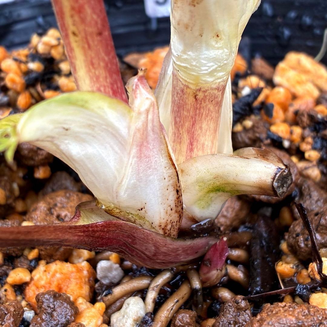 3716☘️唯一無二☘️レアカラー☘️赤/ゴールド⭐️凄色⭐️オーレア⭐️コンパクト⭐️広瀬