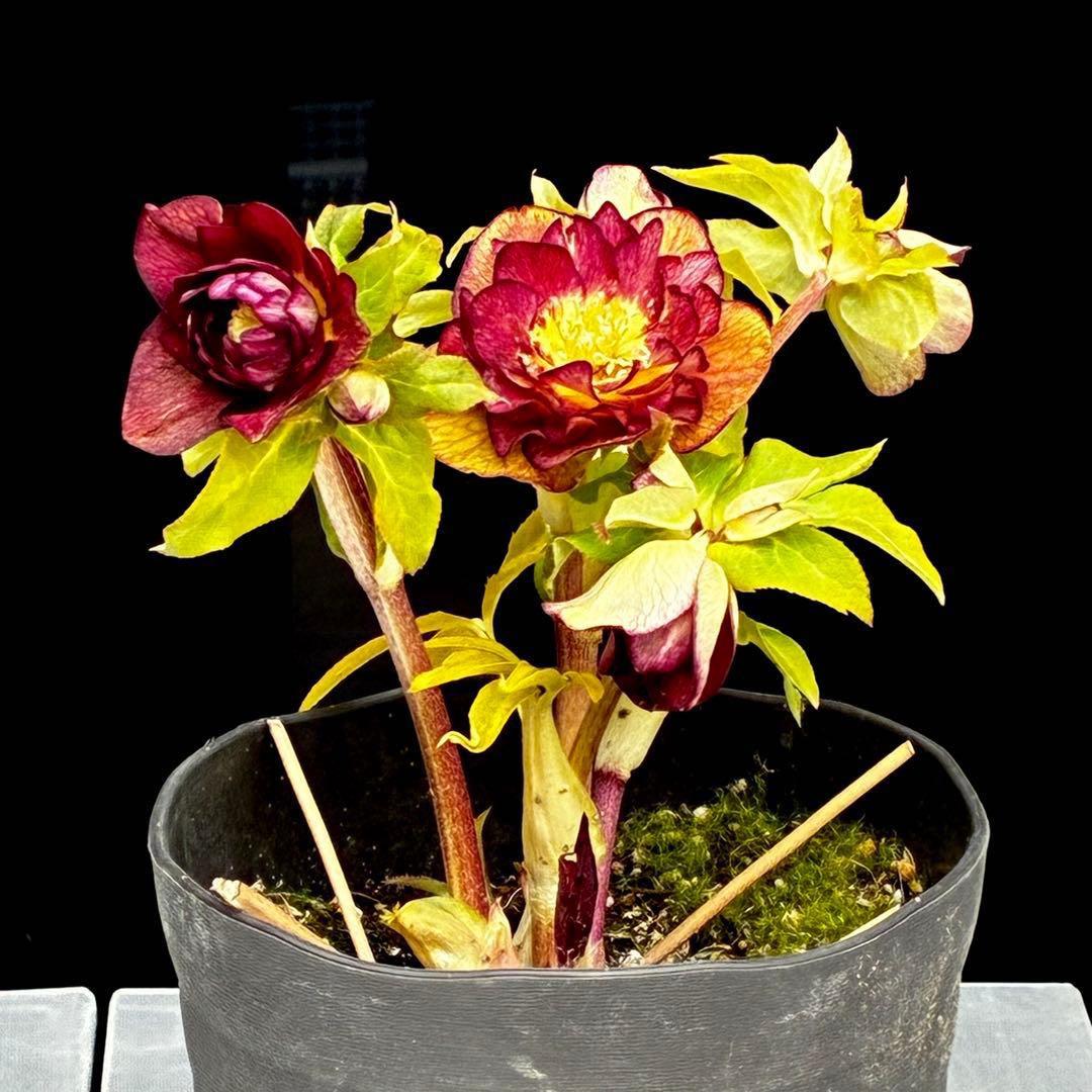 3716☘️唯一無二☘️レアカラー☘️赤/ゴールド⭐️凄色⭐️オーレア⭐️コンパクト⭐️広瀬