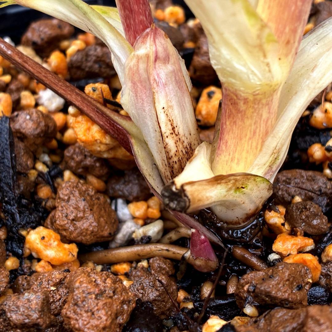 3716☘️唯一無二☘️レアカラー☘️赤/ゴールド⭐️凄色⭐️オーレア⭐️コンパクト⭐️広瀬