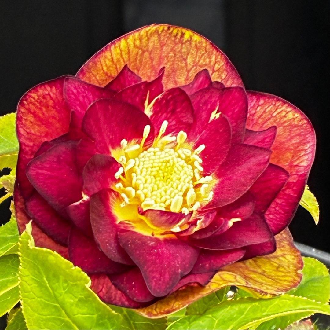 3716☘️唯一無二☘️レアカラー☘️赤/ゴールド⭐️凄色⭐️オーレア⭐️コンパクト⭐️広瀬