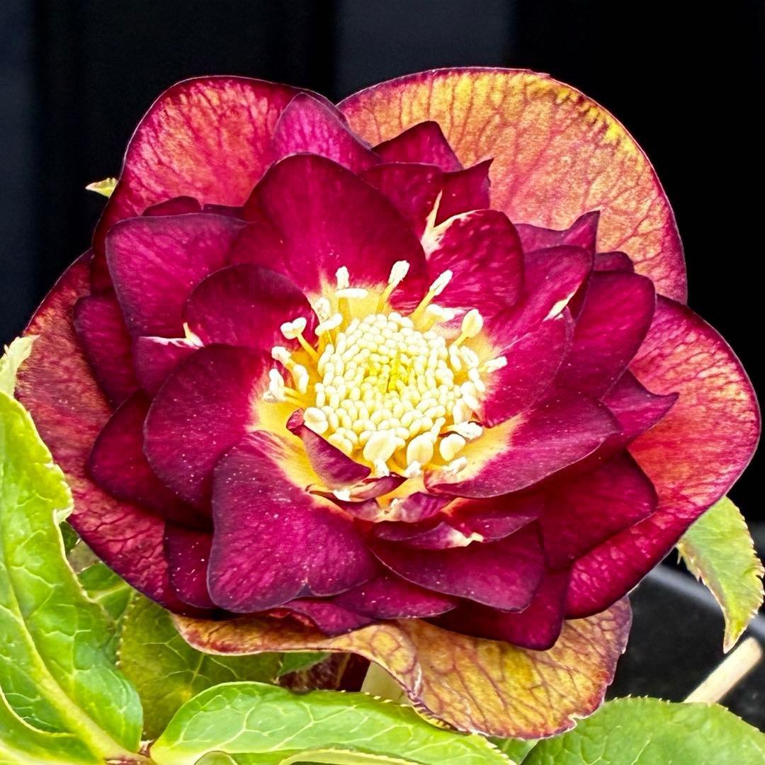 3716☘️唯一無二☘️レアカラー☘️赤/ゴールド⭐️凄色⭐️オーレア⭐️コンパクト⭐️広瀬