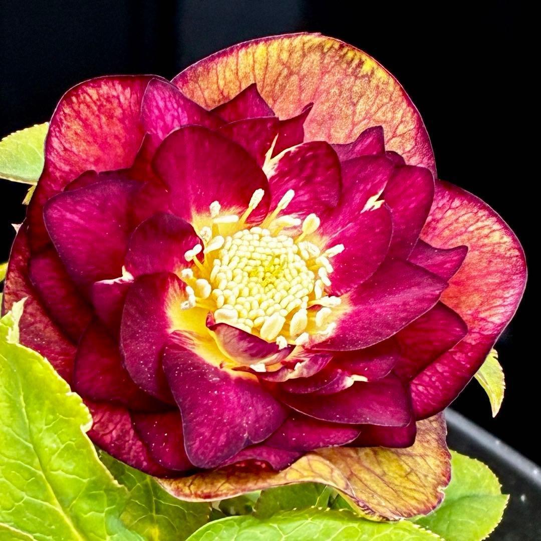 3716☘️唯一無二☘️レアカラー☘️赤/ゴールド⭐️凄色⭐️オーレア⭐️コンパクト⭐️広瀬