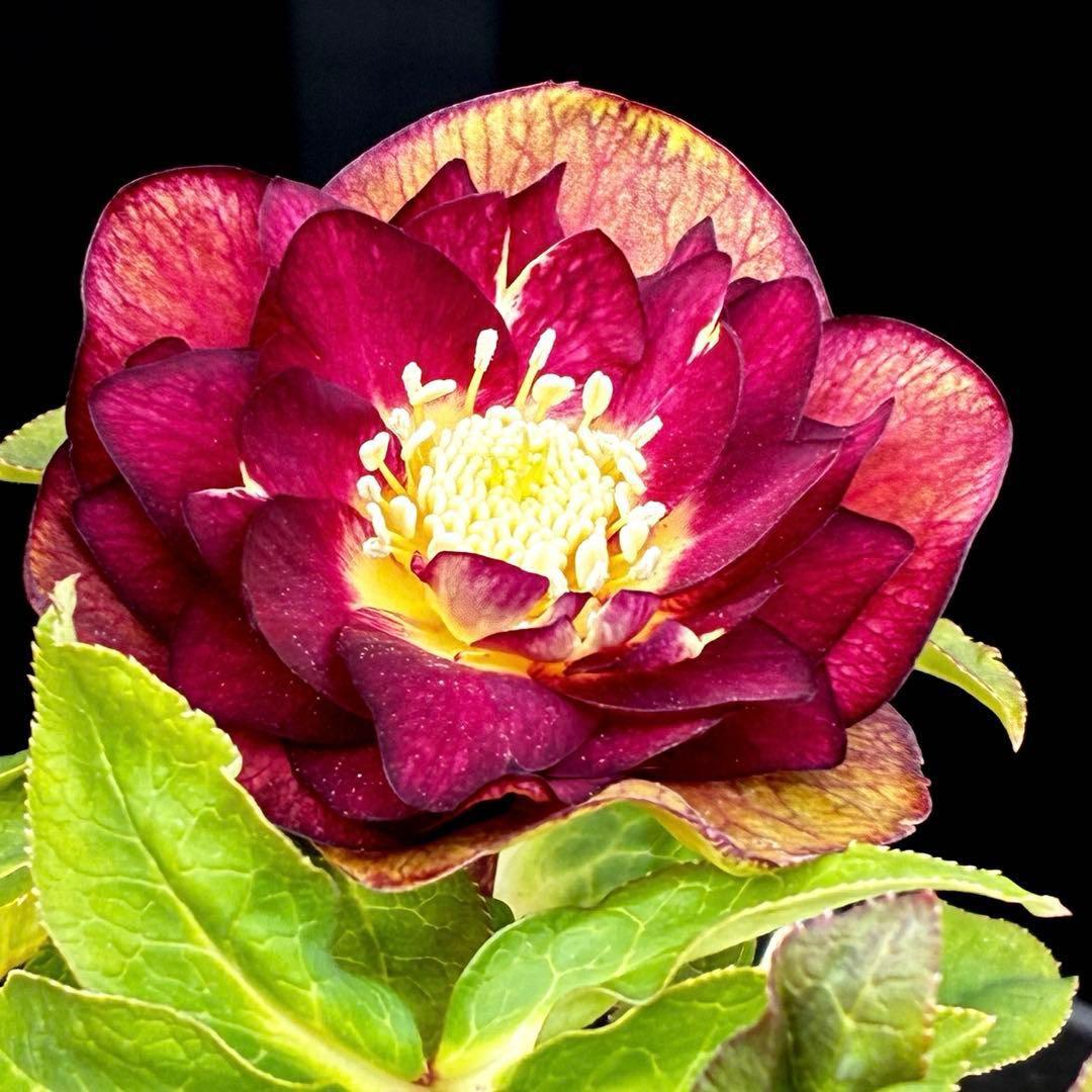 3716☘️唯一無二☘️レアカラー☘️赤/ゴールド⭐️凄色⭐️オーレア⭐️コンパクト⭐️広瀬