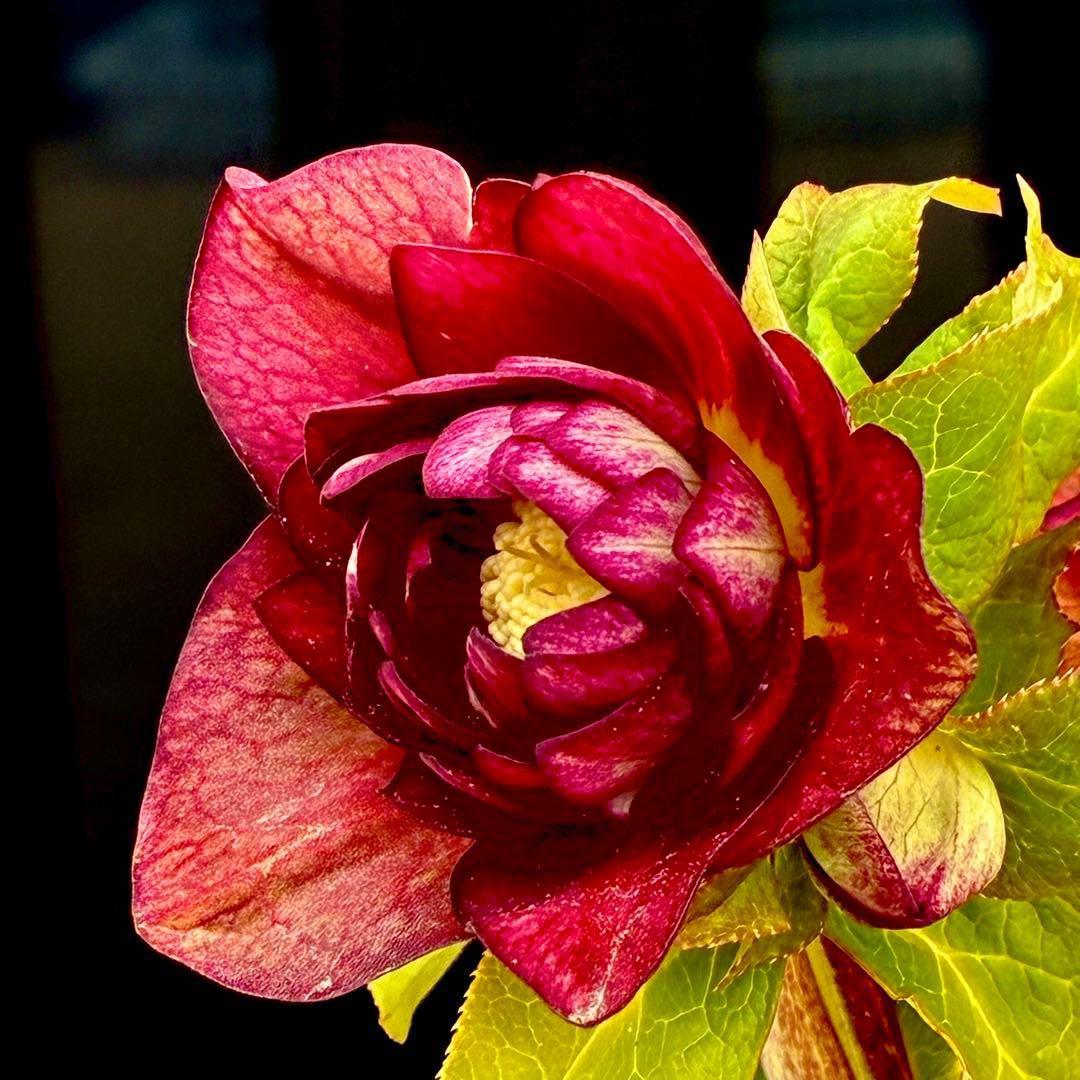 3716☘️唯一無二☘️レアカラー☘️赤/ゴールド⭐️凄色⭐️オーレア⭐️コンパクト⭐️広瀬