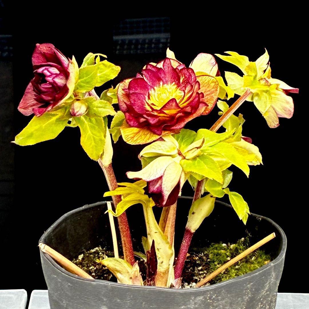 3716☘️唯一無二☘️レアカラー☘️赤/ゴールド⭐️凄色⭐️オーレア⭐️コンパクト⭐️広瀬