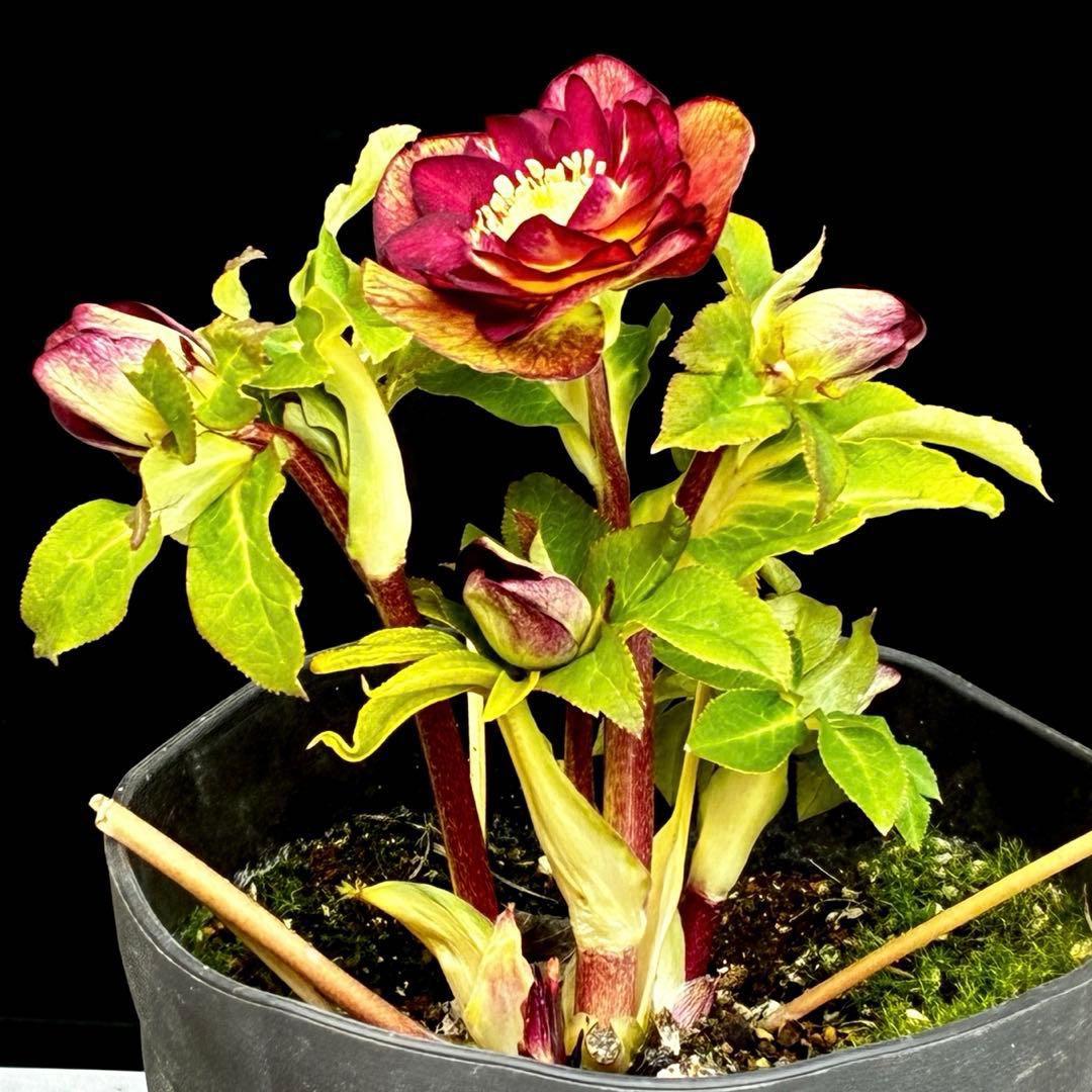 3716☘️唯一無二☘️レアカラー☘️赤/ゴールド⭐️凄色⭐️オーレア⭐️コンパクト⭐️広瀬