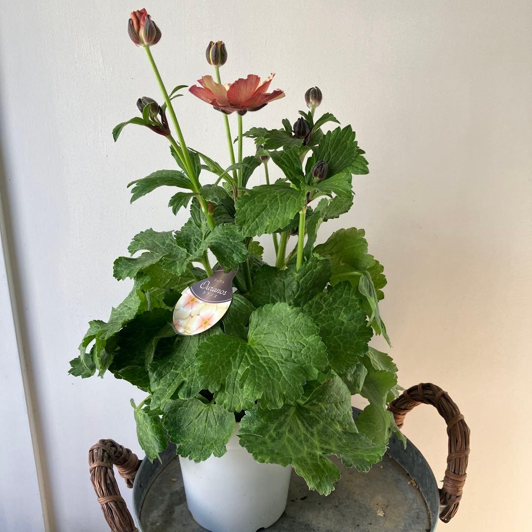 ラナンキュラスラックス　ウラノス　5号鉢 、、、その他