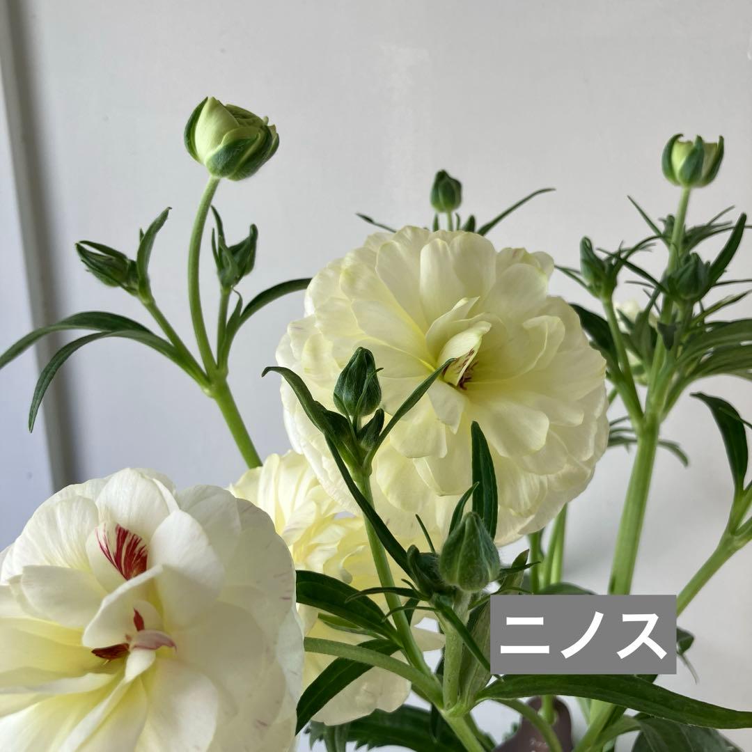 ラナンキュラスラックス　ウラノス　5号鉢 、、、その他