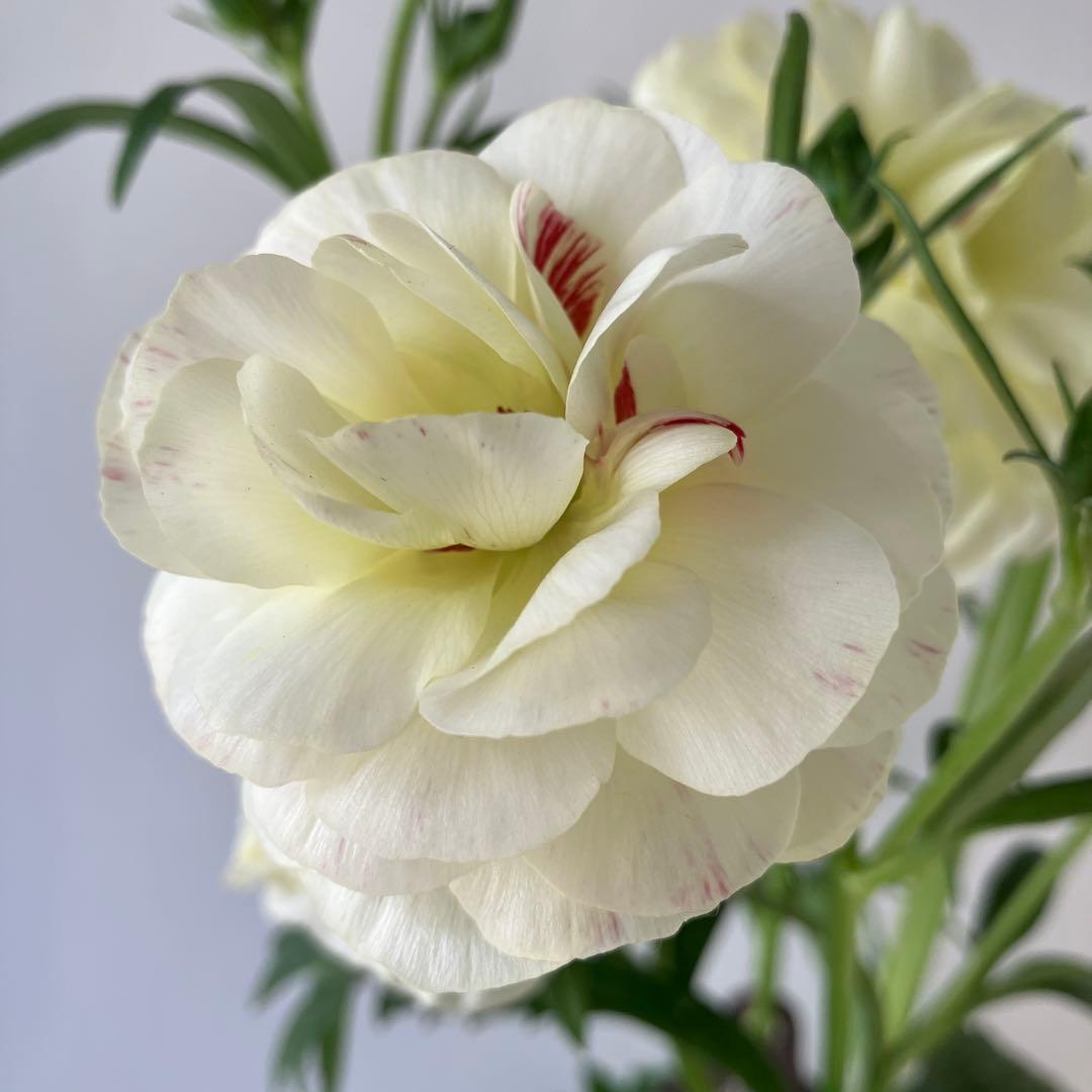 ラナンキュラスラックス　ウラノス　5号鉢 、、、その他