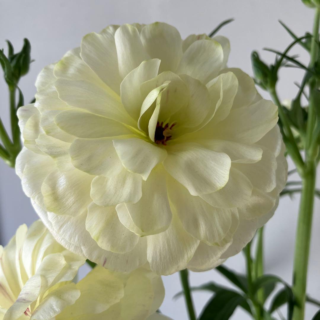 ラナンキュラスラックス　ウラノス　5号鉢 、、、その他