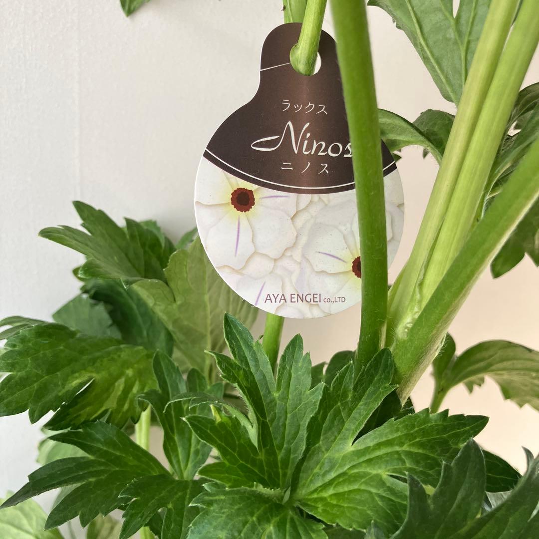 ラナンキュラスラックス　ウラノス　5号鉢 、、、その他