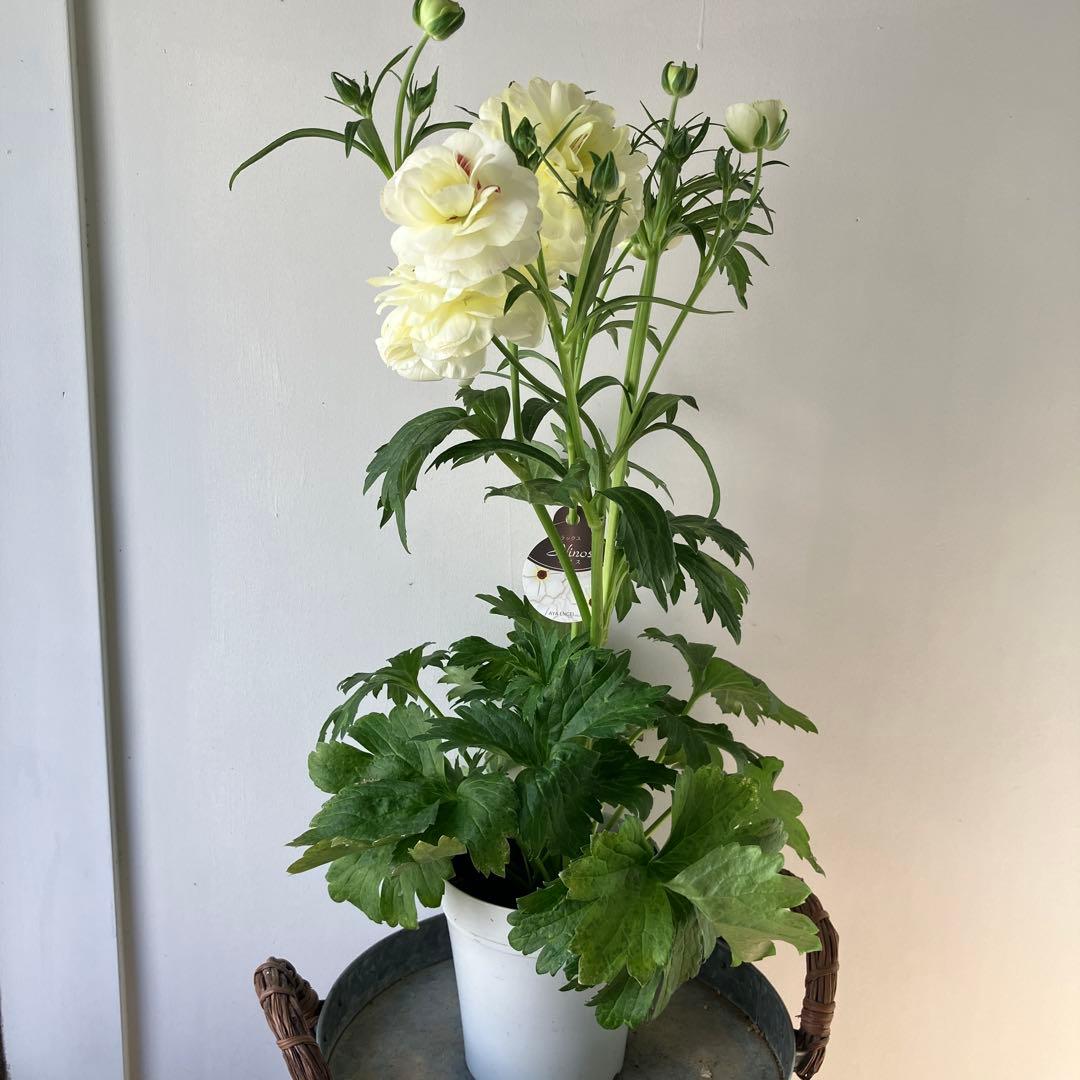 ラナンキュラスラックス　ウラノス　5号鉢 、、、その他