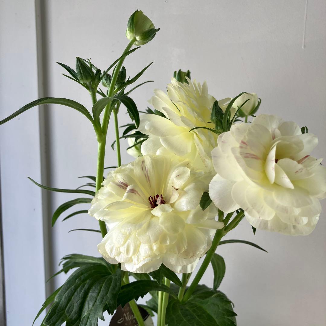 ラナンキュラスラックス　ウラノス　5号鉢 、、、その他