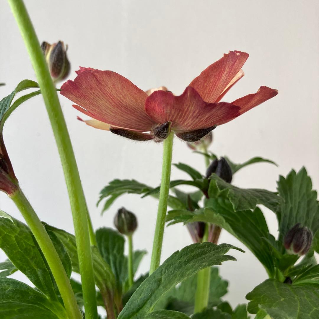 ラナンキュラスラックス　ウラノス　5号鉢 、、、その他