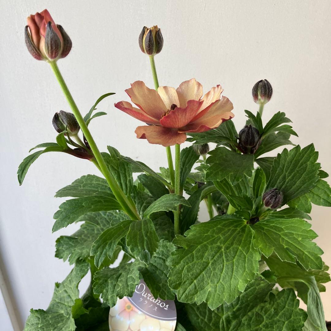 ラナンキュラスラックス　ウラノス　5号鉢 、、、その他