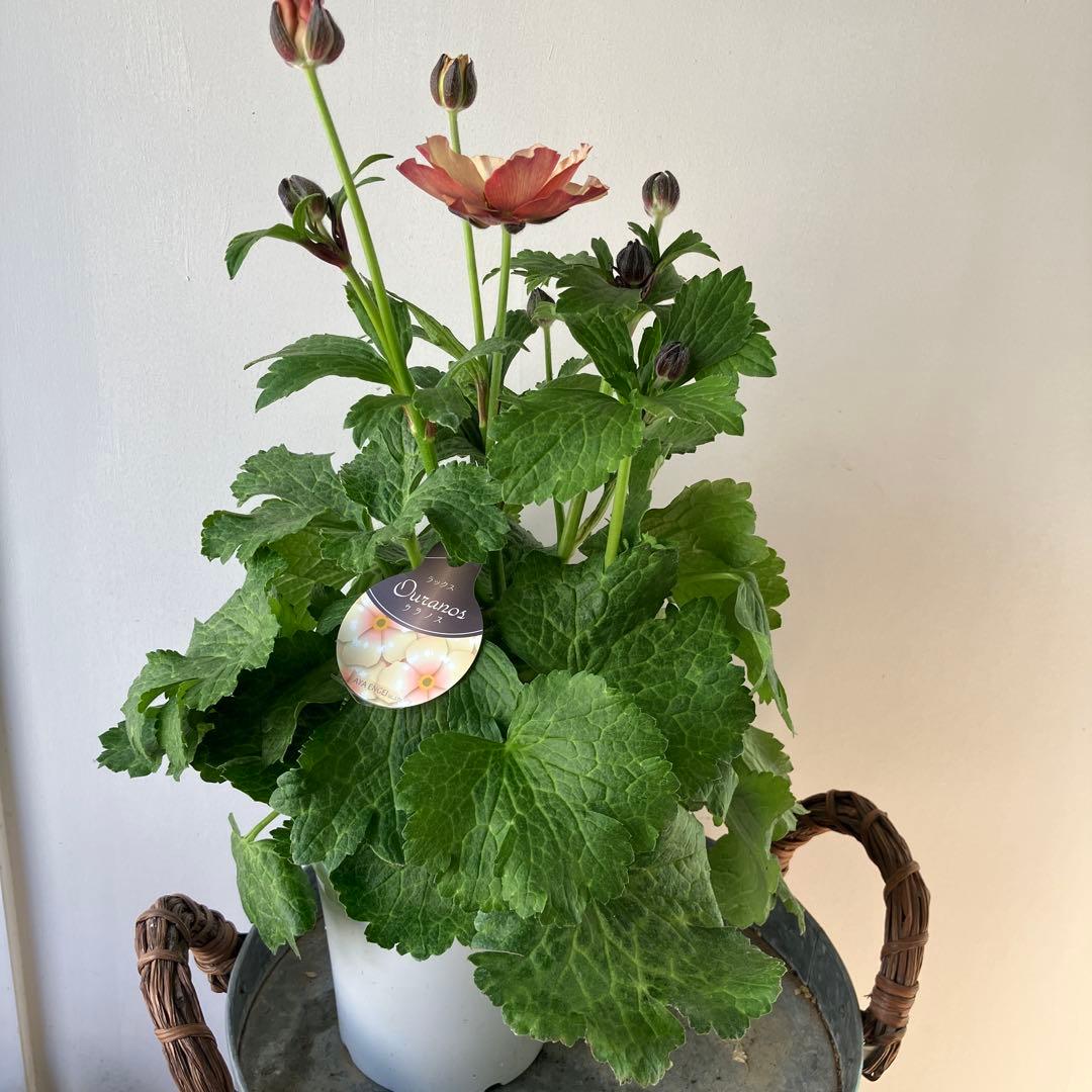 ラナンキュラスラックス　ウラノス　5号鉢 、、、その他