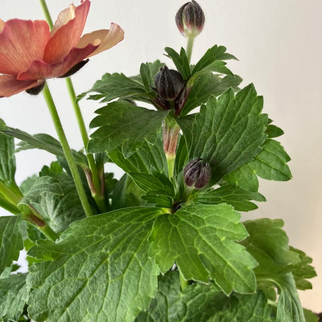 ラナンキュラスラックス　ウラノス　5号鉢 、、、その他