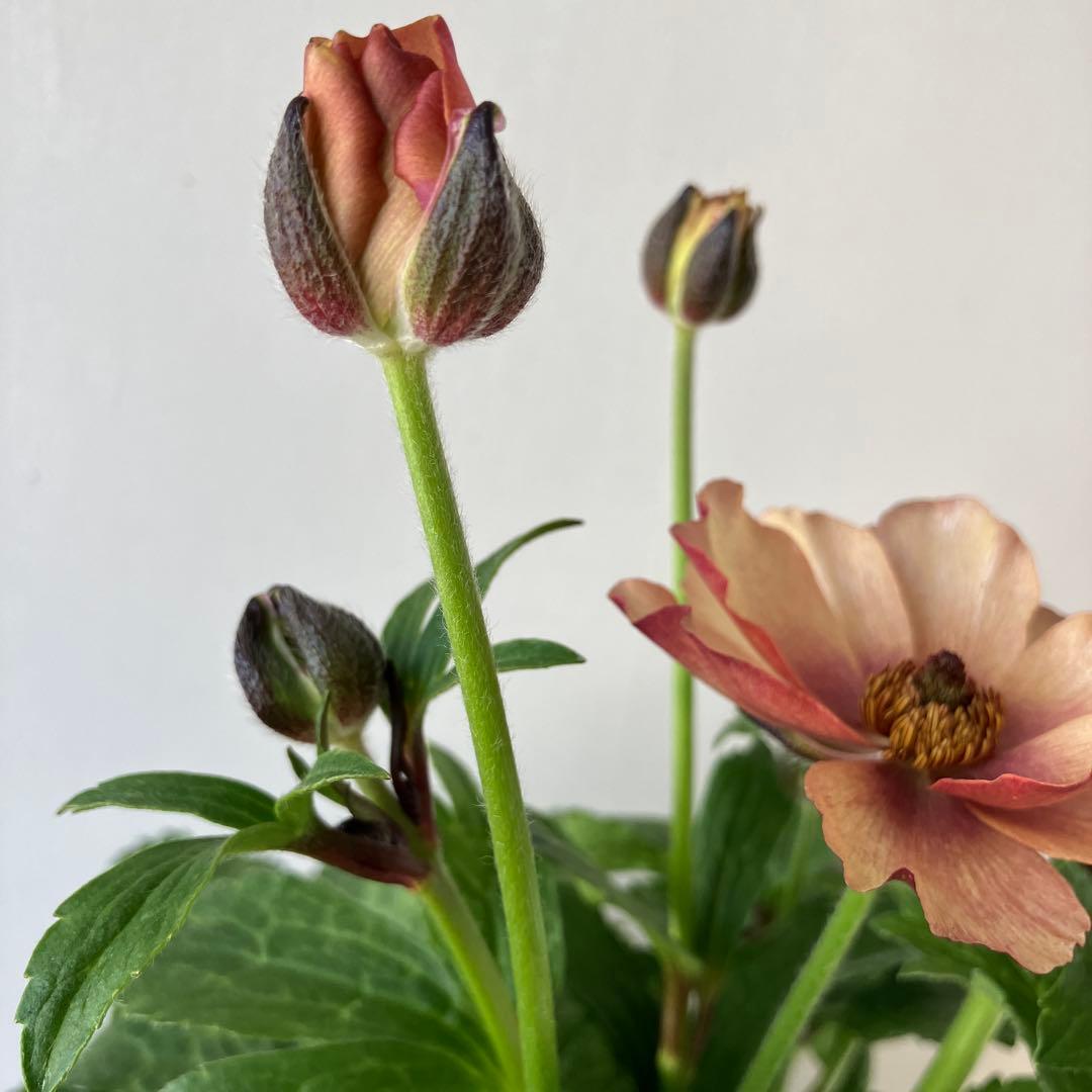 ラナンキュラスラックス　ウラノス　5号鉢 、、、その他