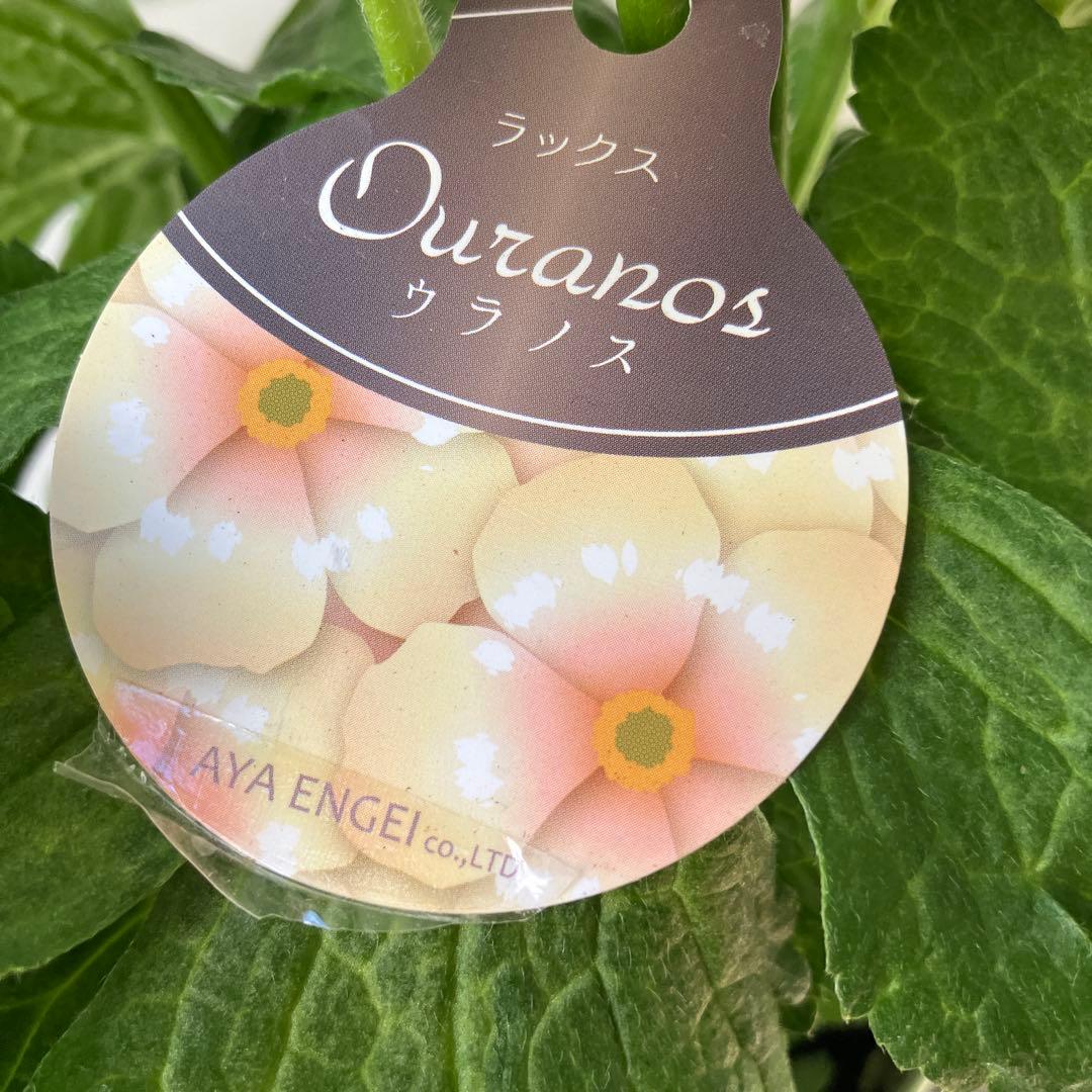 ラナンキュラスラックス　ウラノス　5号鉢 、、、その他