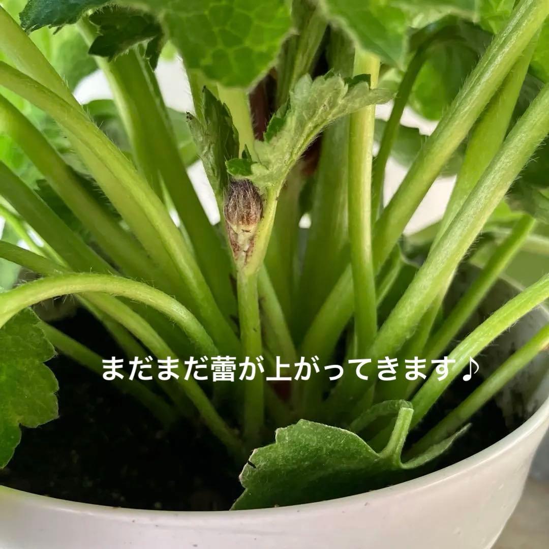 ラナンキュラスラックス　ウラノス　5号鉢 、、、その他