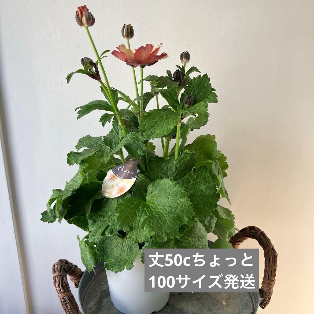 ラナンキュラスラックス　ウラノス　5号鉢 、、、その他