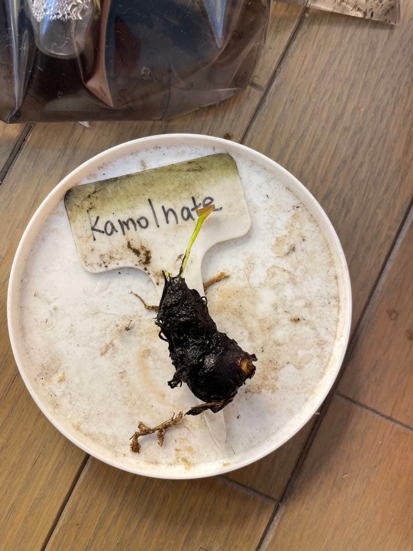 あ*3様 熱帯睡蓮　Kalmonate