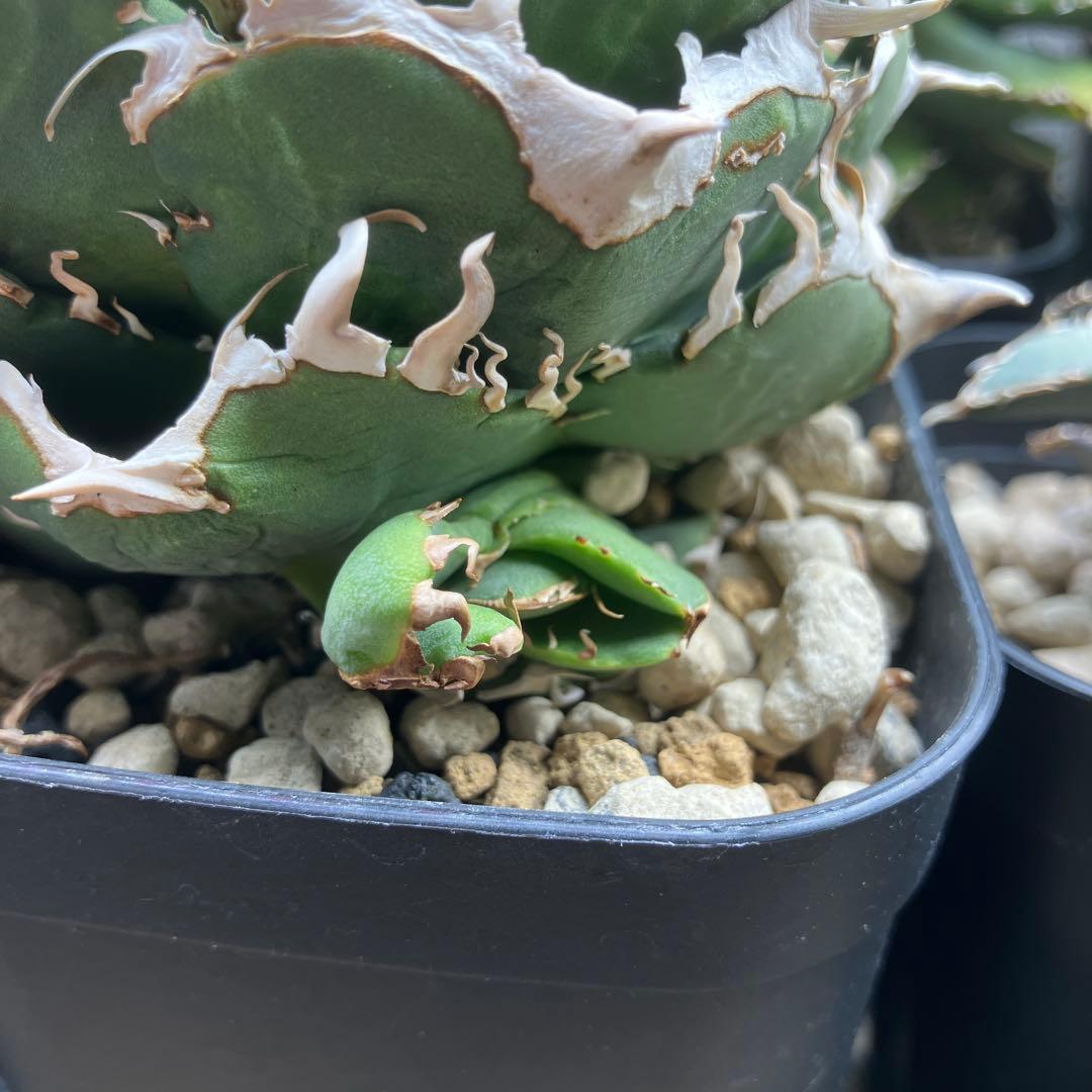 アガベ　COK 追星　子株