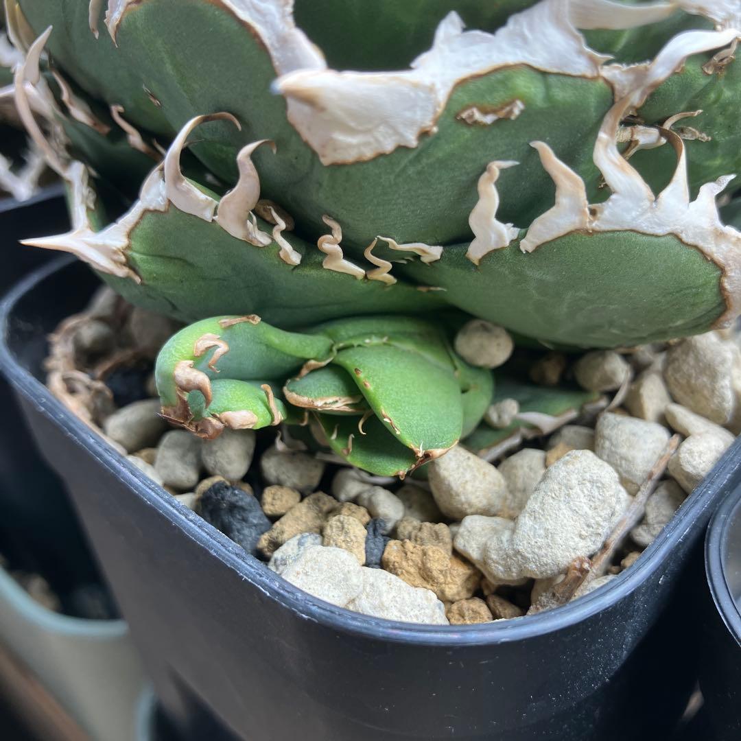 アガベ　COK 追星　子株