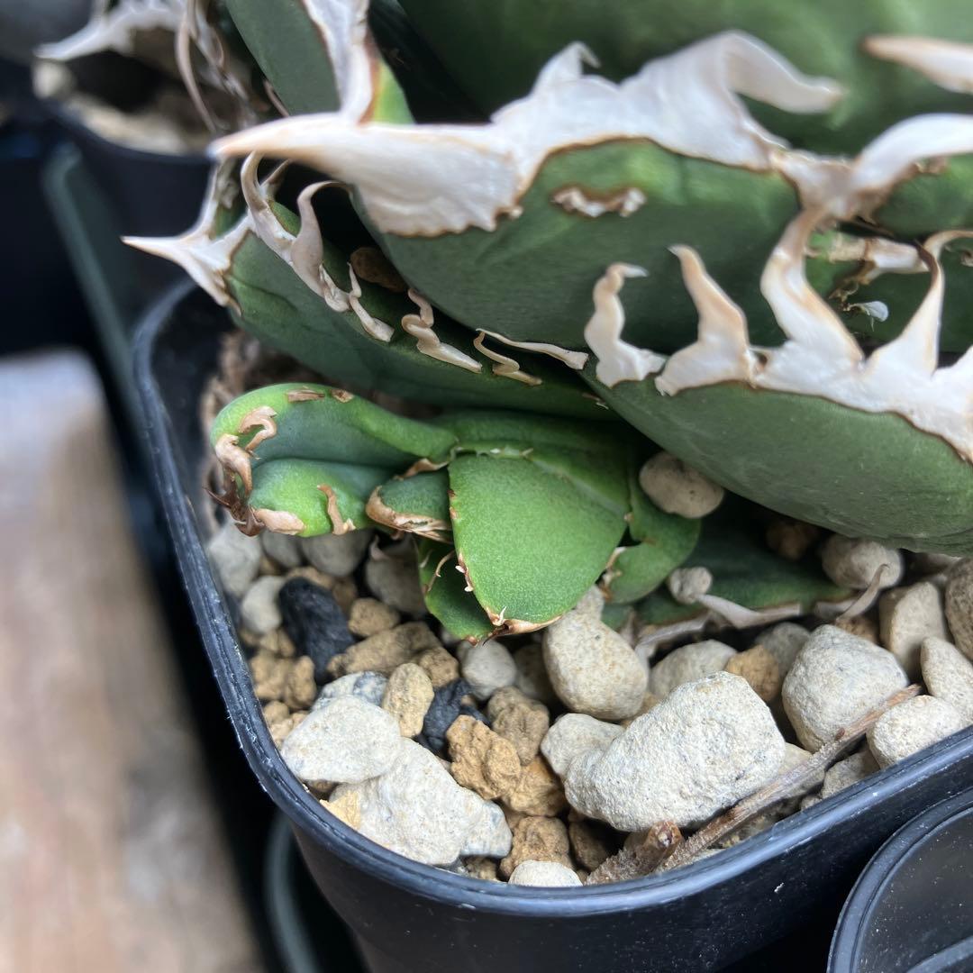 アガベ　COK 追星　子株