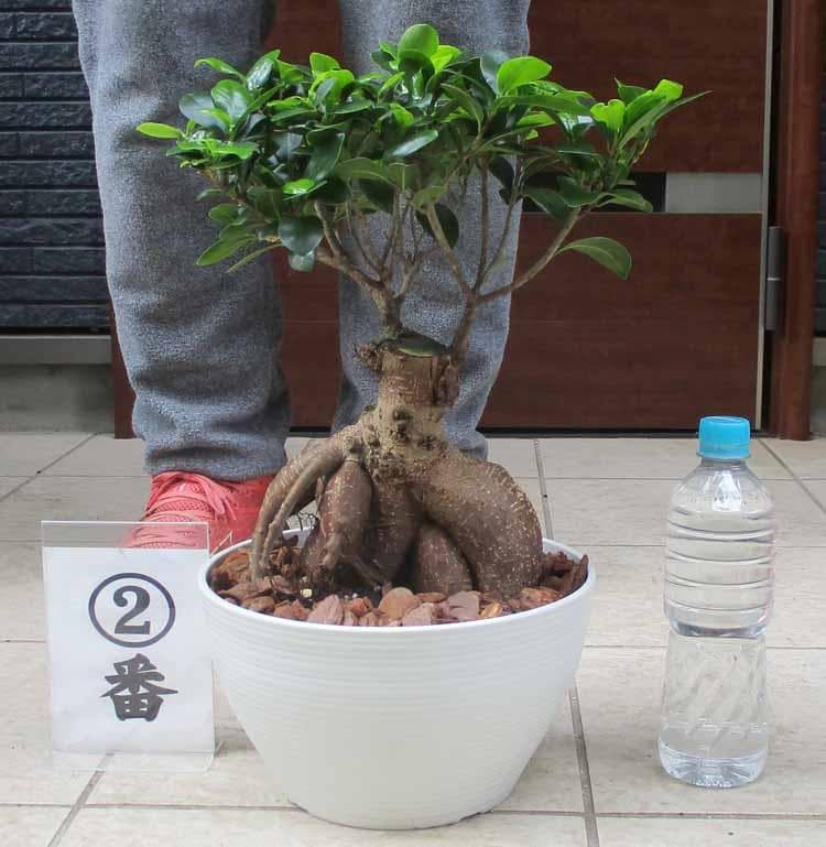 【現品】多幸の木　ガジュマル　ガジュマルの木　８号鉢　Ⅱ