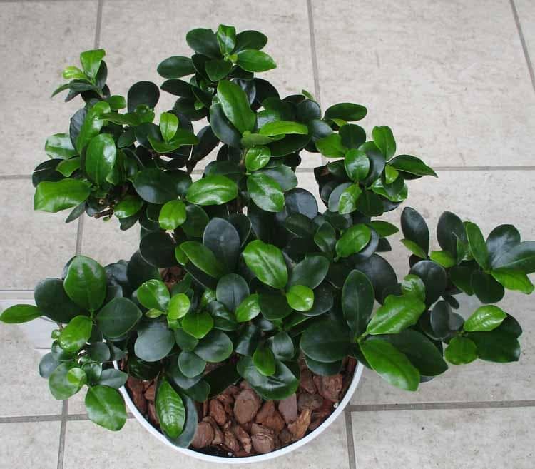 【現品】多幸の木　ガジュマル　ガジュマルの木　８号鉢　Ⅱ