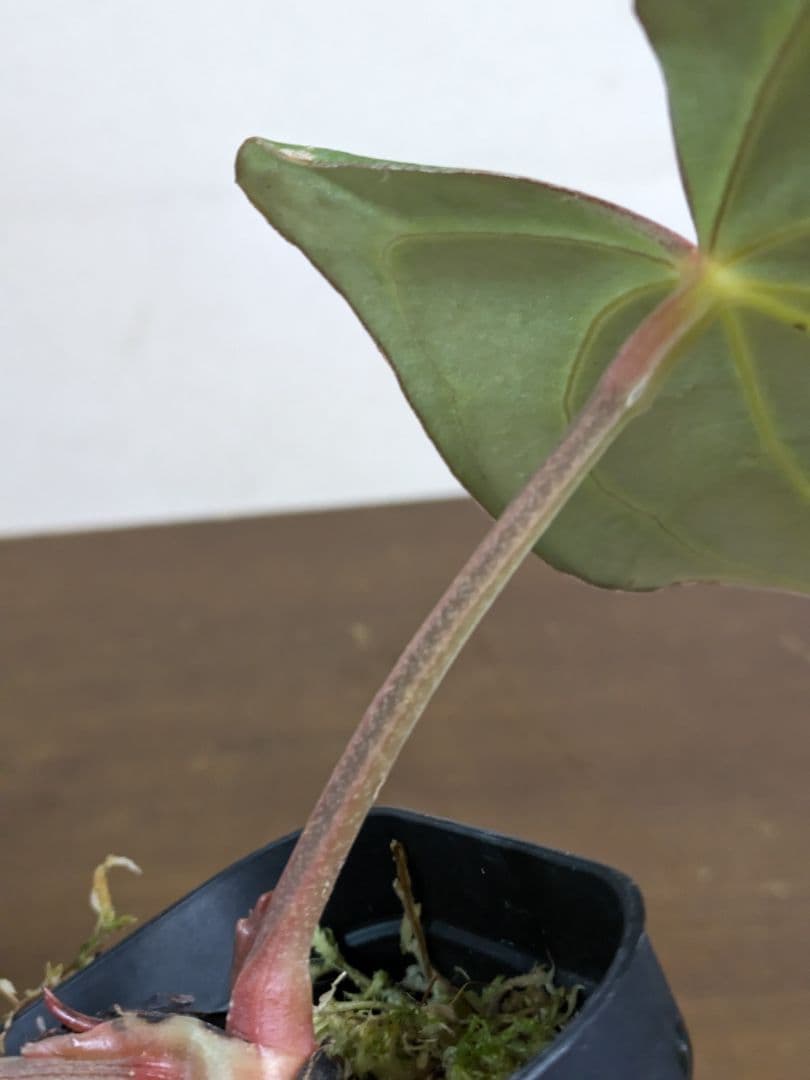 アンスリウム　Anthurium carlablackiae　カーラ