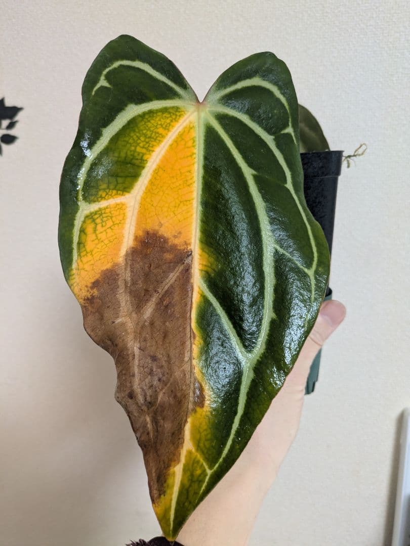 アンスリウム　Anthurium carlablackiae　カーラ