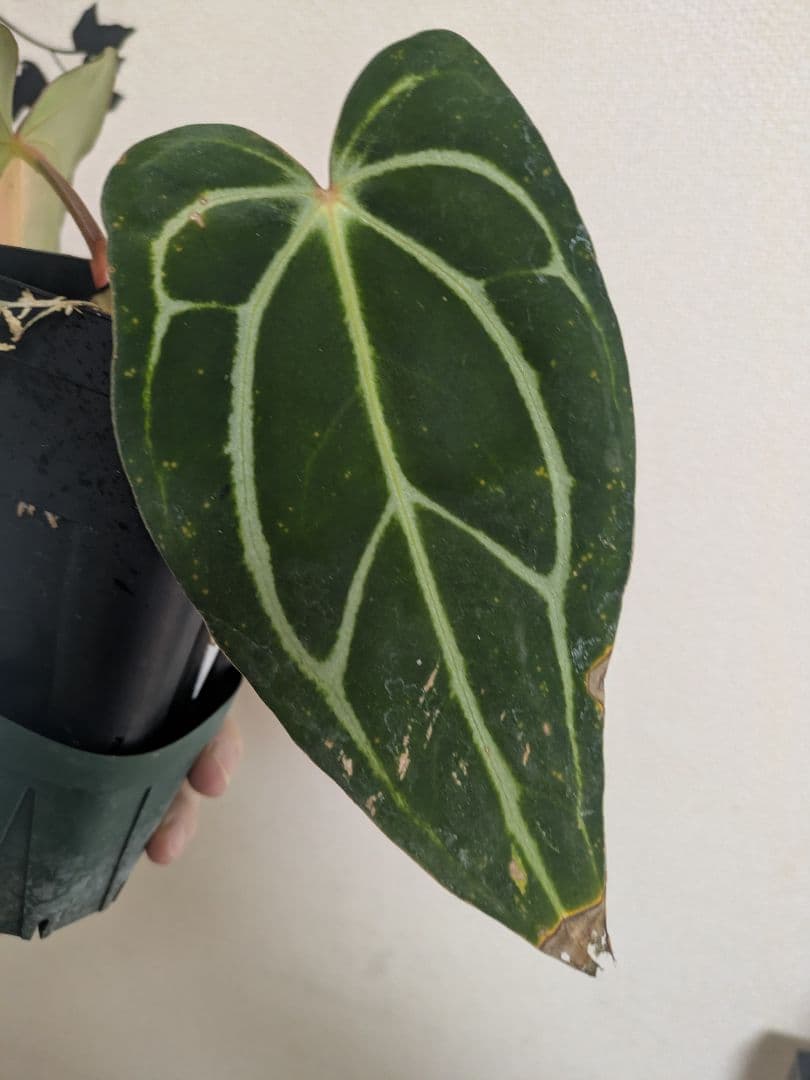 アンスリウム　Anthurium carlablackiae　カーラ