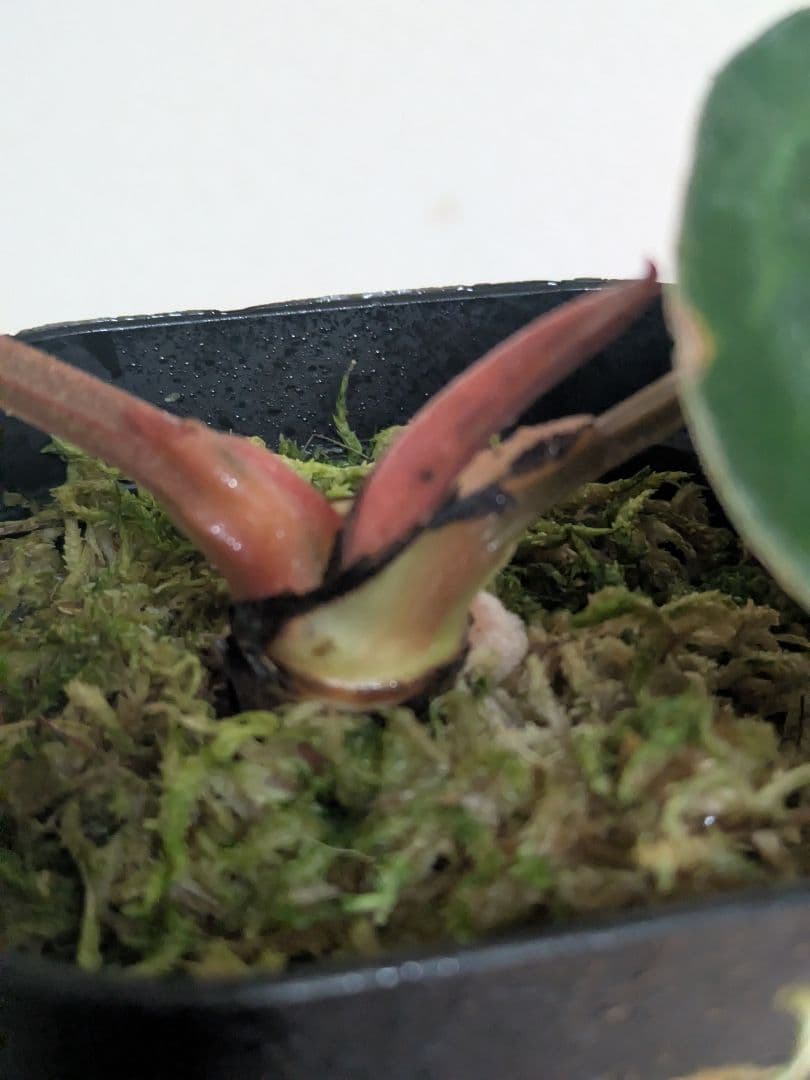 アンスリウム　Anthurium carlablackiae　カーラ