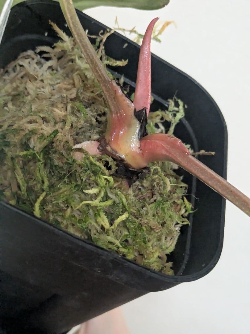 アンスリウム　Anthurium carlablackiae　カーラ