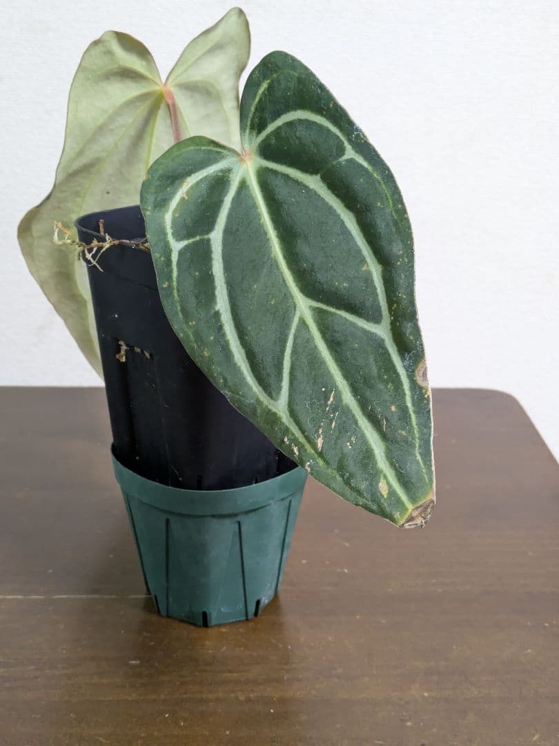 アンスリウム　Anthurium carlablackiae　カーラ