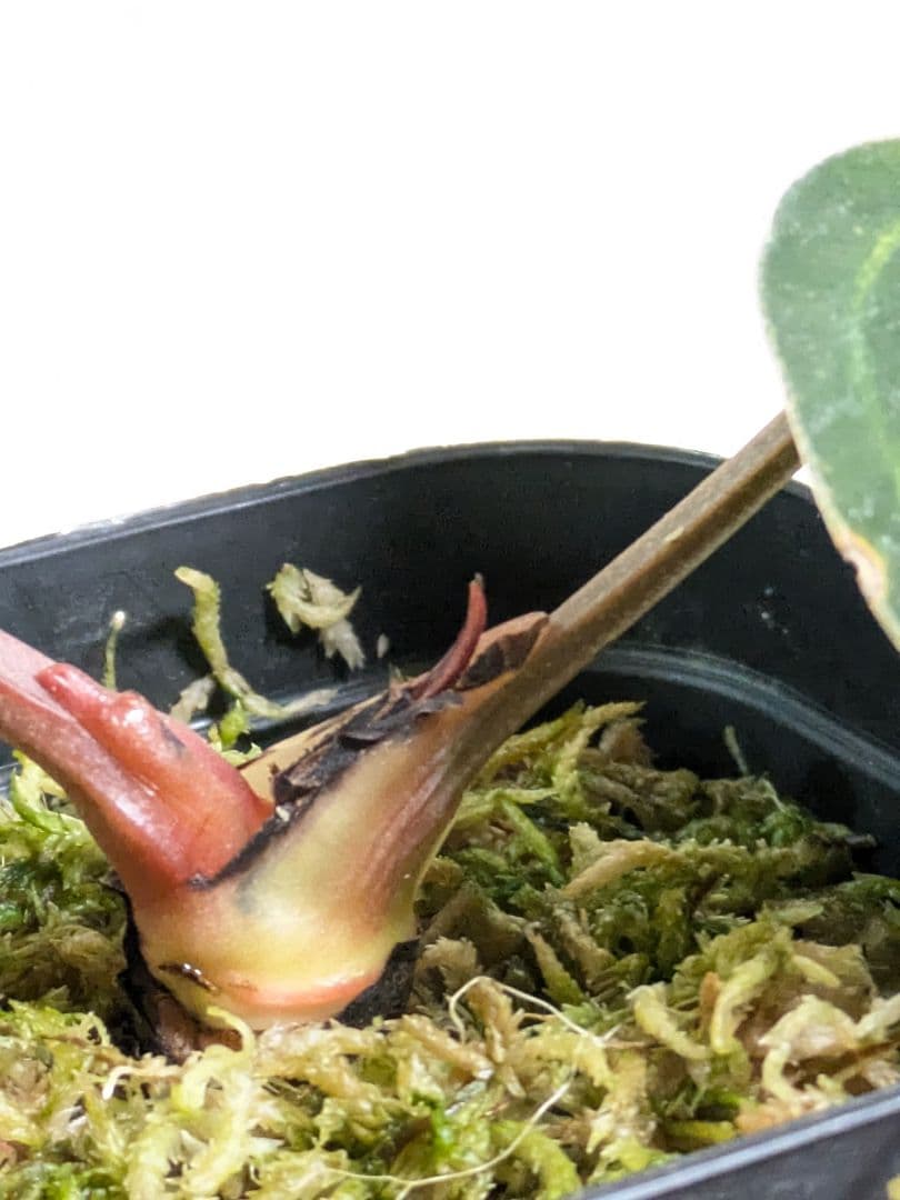 アンスリウム　Anthurium carlablackiae　カーラ