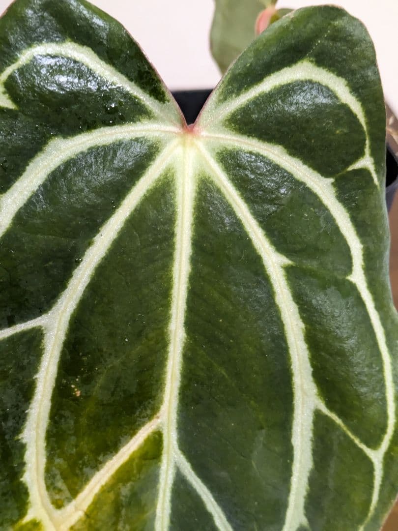 アンスリウム　Anthurium carlablackiae　カーラ