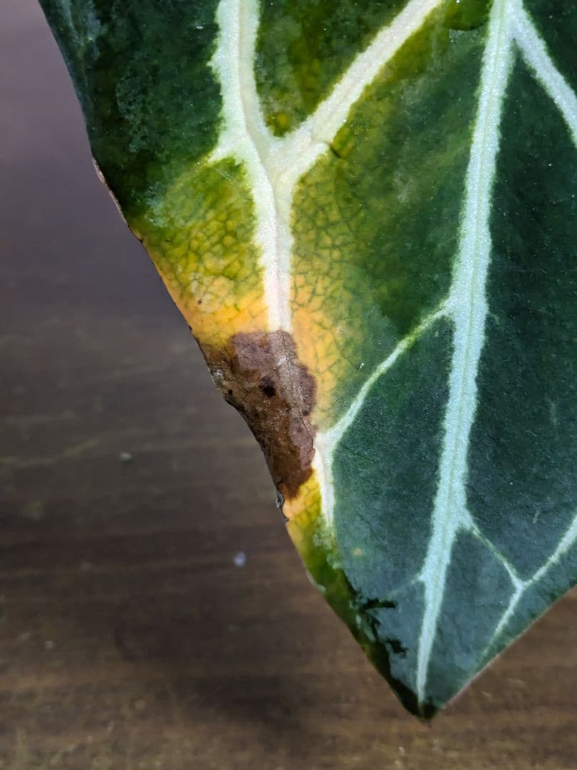 アンスリウム　Anthurium carlablackiae　カーラ