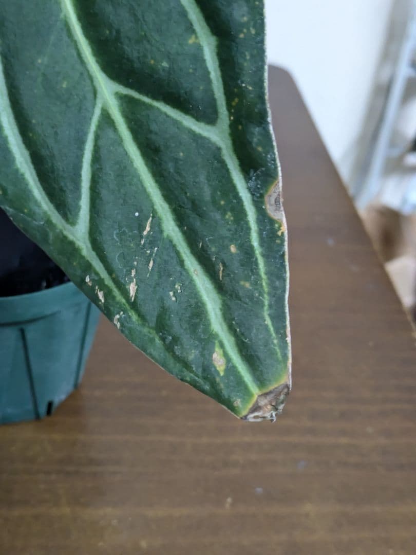 アンスリウム　Anthurium carlablackiae　カーラ