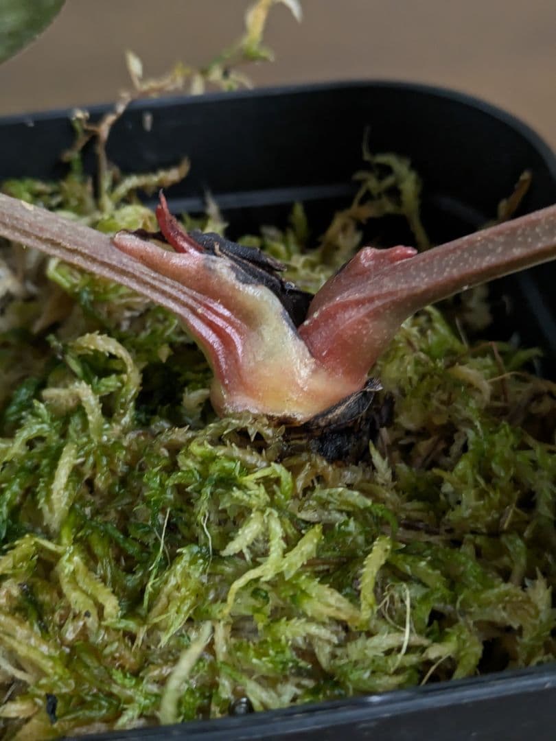 アンスリウム　Anthurium carlablackiae　カーラ