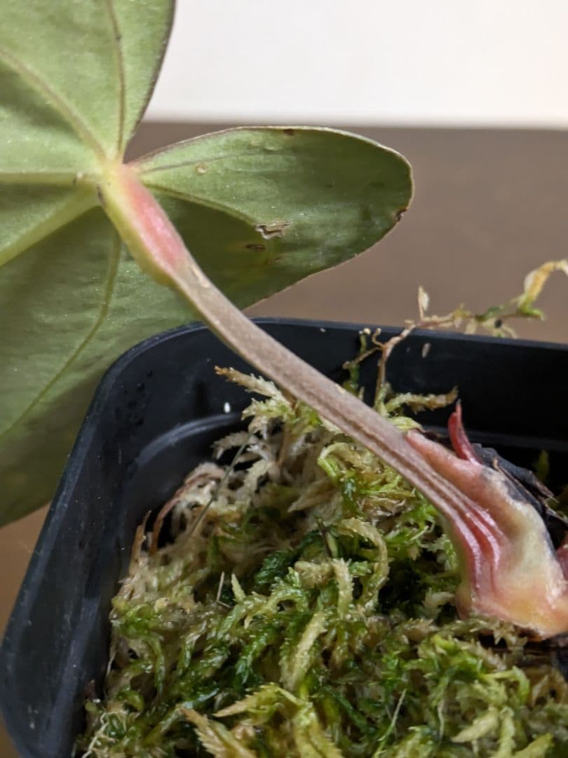 アンスリウム　Anthurium carlablackiae　カーラ