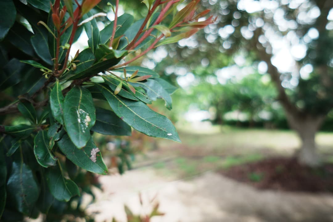 【遊べる】SONY SEL16F28 ワイド＆フィッシュアイコンバーターセット