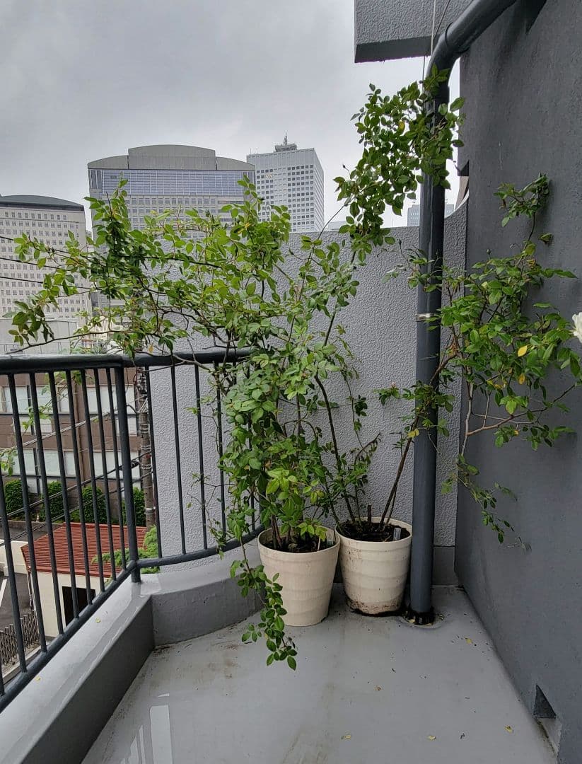 バラ大株鉢植え つる性アイスバーグ 11-12号鉢 幅200cm 高150cm