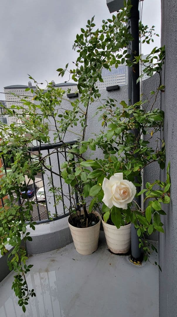 バラ大株鉢植え つる性アイスバーグ 11-12号鉢 幅200cm 高150cm