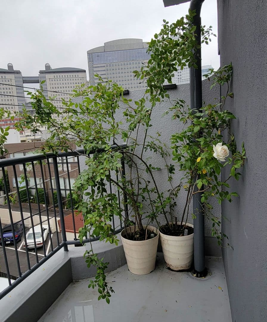 バラ大株鉢植え つる性アイスバーグ 11-12号鉢 幅200cm 高150cm