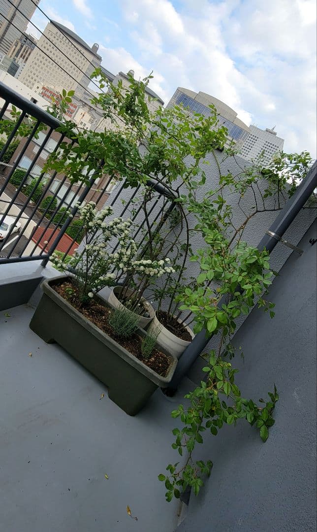 バラ大株鉢植え つる性アイスバーグ 11-12号鉢 幅200cm 高150cm