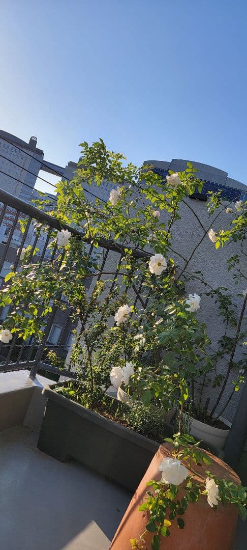 バラ大株鉢植え つる性アイスバーグ 11-12号鉢 幅200cm 高150cm